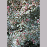 Trees ~ Acer campestre 'Carnival', Variegated Hedge Maple ~ Dancing Oaks Nursery and Gardens ~ Retail Nursery ~ Mail Order Nursery