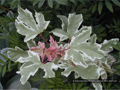 Trees ~ Acer campestre 'Carnival', Variegated Hedge Maple ~ Dancing Oaks Nursery and Gardens ~ Retail Nursery ~ Mail Order Nursery