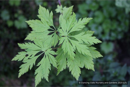 Trees ~ Acer circinatum 'Monroe', Cutleaf Vine Maple ~ Dancing Oaks Nursery and Gardens ~ Retail Nursery ~ Mail Order Nursery