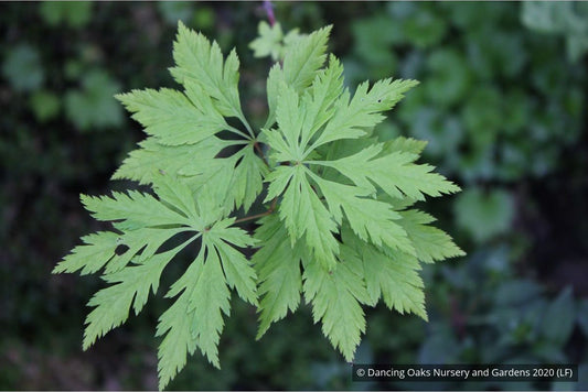 Trees ~ Acer circinatum 'Monroe', Cutleaf Vine Maple ~ Dancing Oaks Nursery and Gardens ~ Retail Nursery ~ Mail Order Nursery