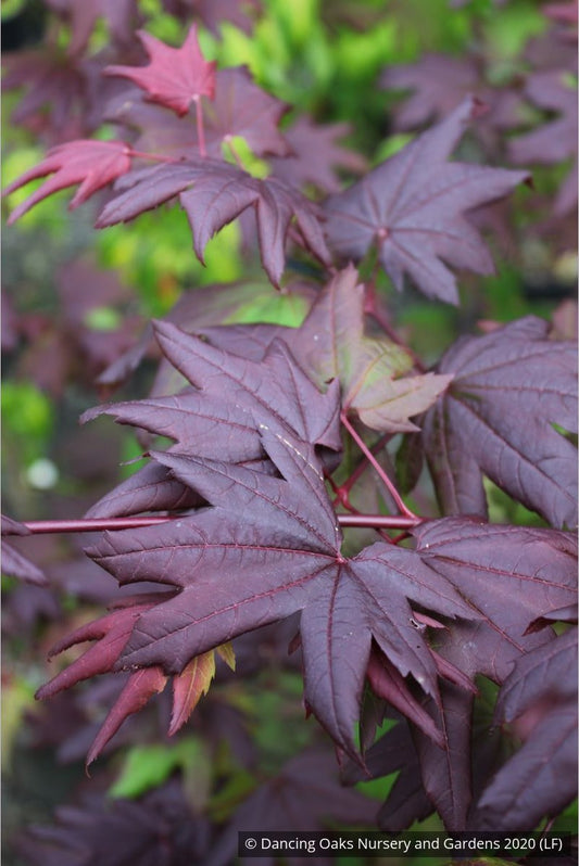 Trees ~ Acer circinatum 'Burgundy Jewel', Burgundy Jewel Vine Maple ~ Dancing Oaks Nursery and Gardens ~ Retail Nursery ~ Mail Order Nursery