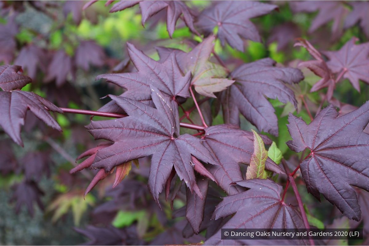 Trees ~ Acer circinatum 'Burgundy Jewel', Burgundy Jewel Vine Maple ~ Dancing Oaks Nursery and Gardens ~ Retail Nursery ~ Mail Order Nursery