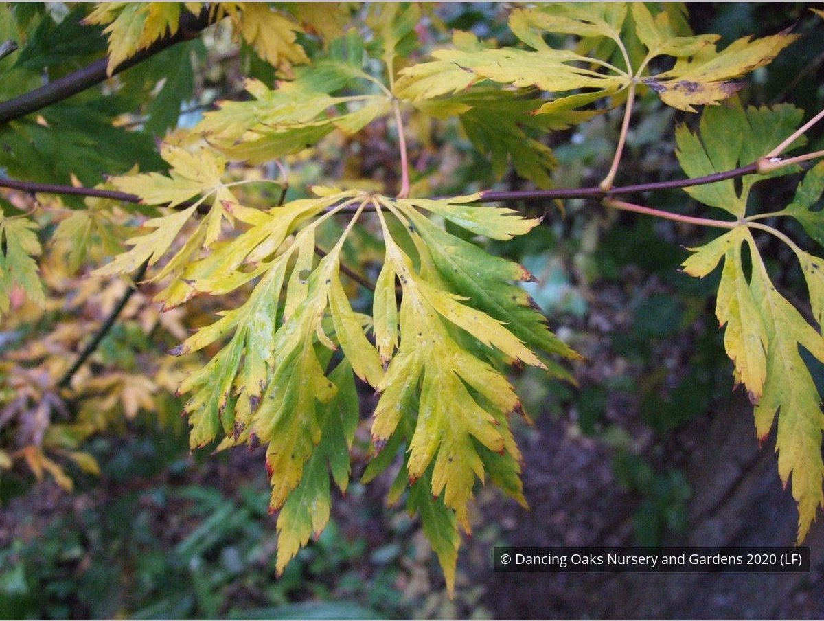 Trees ~ Acer circinatum 'Monroe', Cutleaf Vine Maple ~ Dancing Oaks Nursery and Gardens ~ Retail Nursery ~ Mail Order Nursery