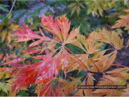 Trees ~ Acer circinatum 'Monroe', Cutleaf Vine Maple ~ Dancing Oaks Nursery and Gardens ~ Retail Nursery ~ Mail Order Nursery