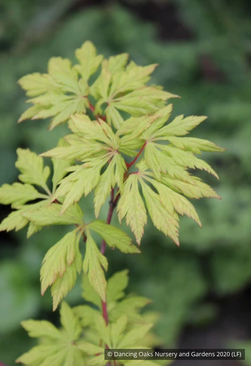 Trees ~ Acer circinatum 'Monroe', Cutleaf Vine Maple ~ Dancing Oaks Nursery and Gardens ~ Retail Nursery ~ Mail Order Nursery
