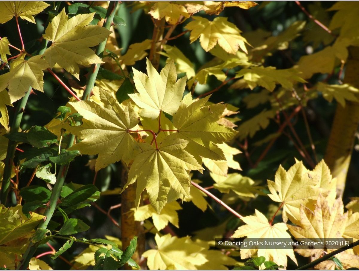 Trees ~ Acer circinatum 'Pacific Fire', Red Twig Vine Maple ~ Dancing Oaks Nursery and Gardens ~ Retail Nursery ~ Mail Order Nursery