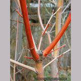 Trees ~ Acer circinatum 'Pacific Fire', Red Twig Vine Maple ~ Dancing Oaks Nursery and Gardens ~ Retail Nursery ~ Mail Order Nursery