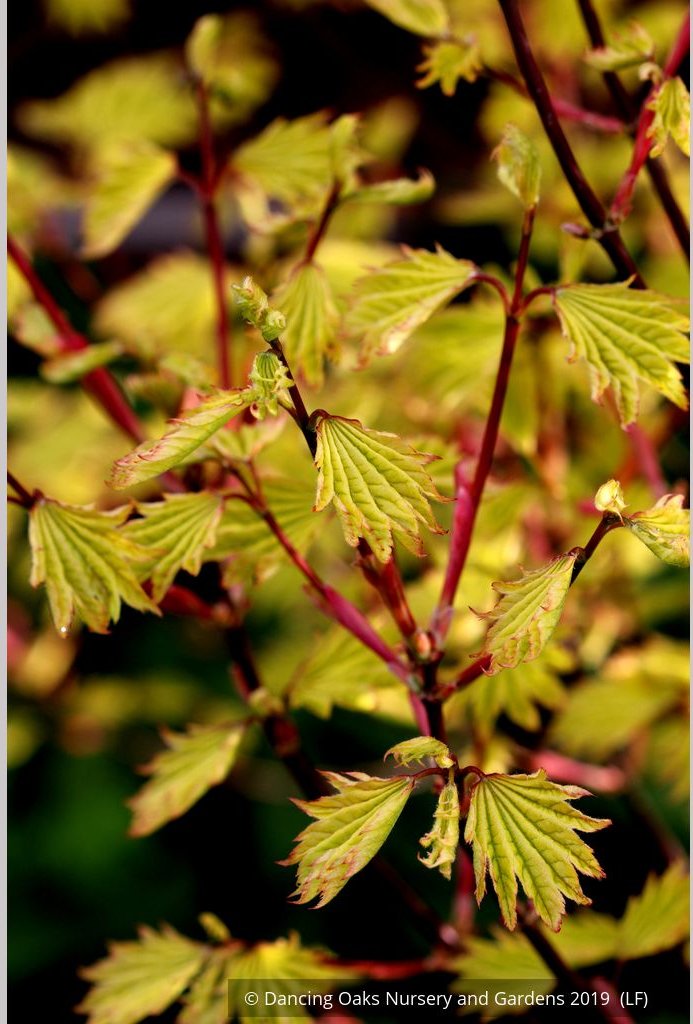 Trees ~ Acer circinatum 'Sunny Sister', Dwarf Vine Maple ~ Dancing Oaks Nursery and Gardens ~ Retail Nursery ~ Mail Order Nursery