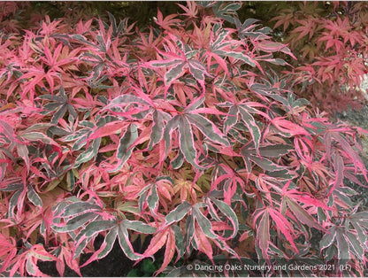 Trees ~ Acer palmatum 'Geisha Gone Wild', Japanese Maple ~ Dancing Oaks Nursery and Gardens ~ Retail Nursery ~ Mail Order Nursery