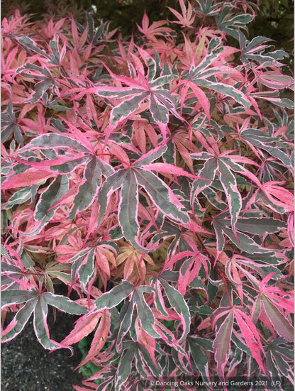 Trees ~ Acer palmatum 'Geisha Gone Wild', Japanese Maple ~ Dancing Oaks Nursery and Gardens ~ Retail Nursery ~ Mail Order Nursery