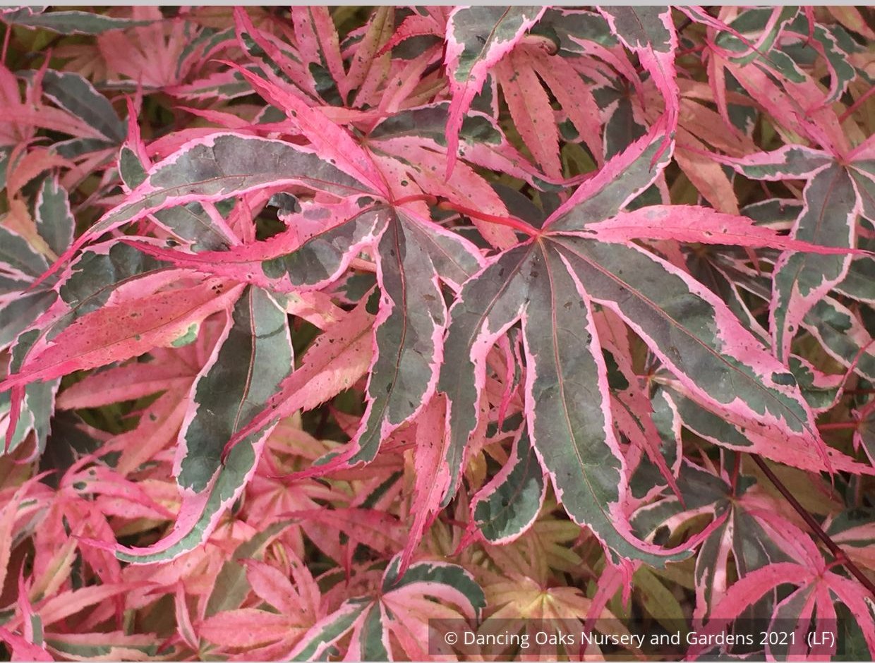 Trees ~ Acer palmatum 'Geisha Gone Wild', Japanese Maple ~ Dancing Oaks Nursery and Gardens ~ Retail Nursery ~ Mail Order Nursery