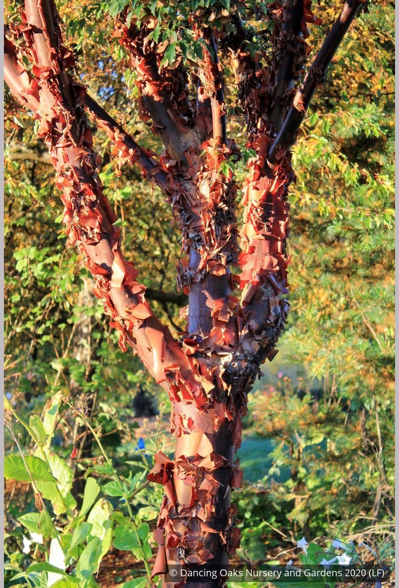 Trees ~ Acer griseum, Paperbark Maple ~ Dancing Oaks Nursery and Gardens ~ Retail Nursery ~ Mail Order Nursery