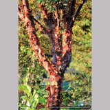 Trees ~ Acer griseum, Paperbark Maple ~ Dancing Oaks Nursery and Gardens ~ Retail Nursery ~ Mail Order Nursery