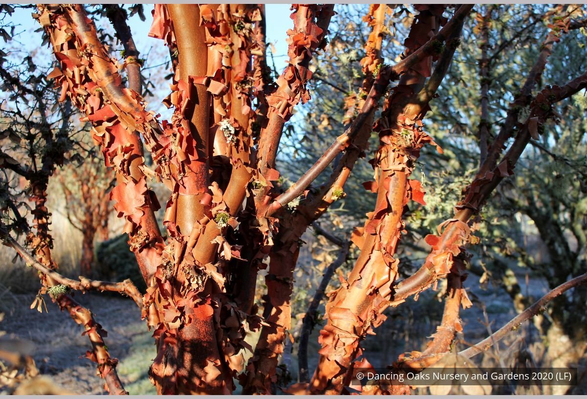 Trees ~ Acer griseum, Paperbark Maple ~ Dancing Oaks Nursery and Gardens ~ Retail Nursery ~ Mail Order Nursery