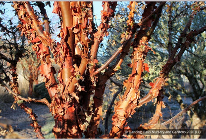 Trees ~ Acer griseum, Paperbark Maple ~ Dancing Oaks Nursery and Gardens ~ Retail Nursery ~ Mail Order Nursery