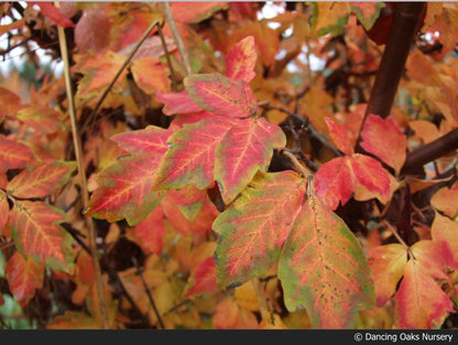 Trees ~ Acer griseum, Paperbark Maple ~ Dancing Oaks Nursery and Gardens ~ Retail Nursery ~ Mail Order Nursery