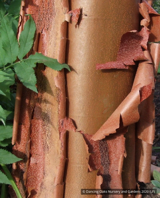 Trees ~ Acer griseum, Paperbark Maple ~ Dancing Oaks Nursery and Gardens ~ Retail Nursery ~ Mail Order Nursery