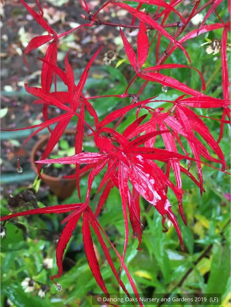 Trees ~ Acer palmatum 'Hubb's Red Willow', Hubbs Red Willow Japanese Maple ~ Dancing Oaks Nursery and Gardens ~ Retail Nursery ~ Mail Order Nursery