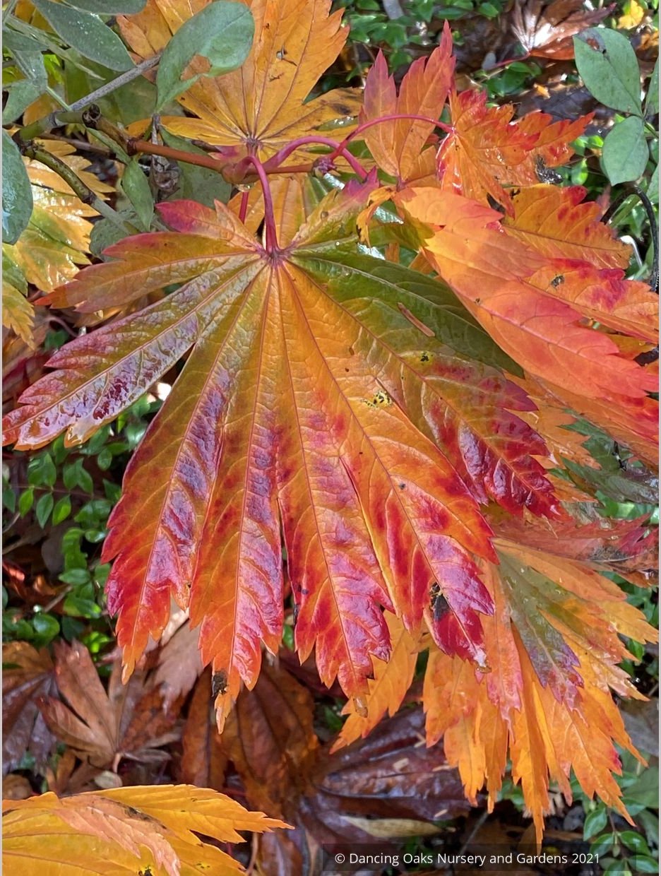 Trees ~ Japanese Maples~Acer japonicum 'Meigetsu' ~ Dancing Oaks Nursery and Gardens ~ Retail Nursery ~ Mail Order Nursery