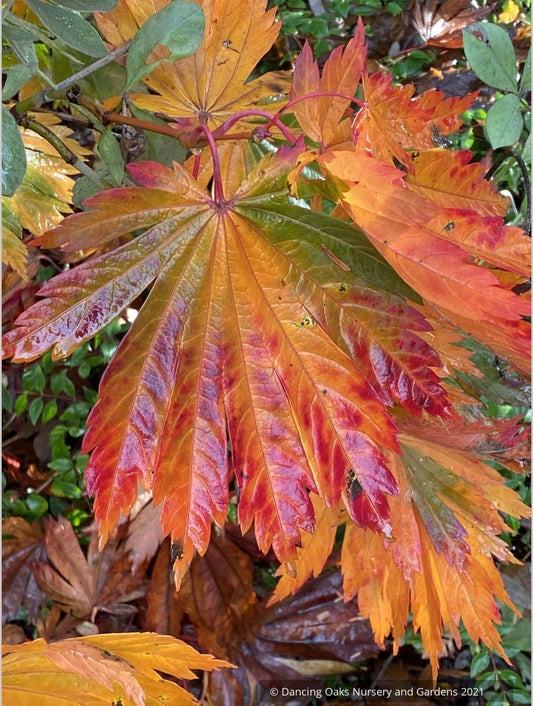 Trees ~ Japanese Maples~Acer japonicum 'Meigetsu' ~ Dancing Oaks Nursery and Gardens ~ Retail Nursery ~ Mail Order Nursery