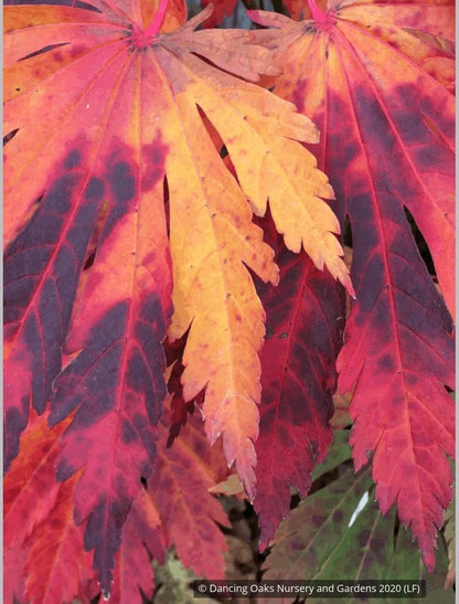 Trees ~ Acer japonicum 'Yama Kagi', Japanese Maple ~ Dancing Oaks Nursery and Gardens ~ Retail Nursery ~ Mail Order Nursery