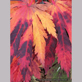 Trees ~ Acer japonicum 'Yama Kagi', Japanese Maple ~ Dancing Oaks Nursery and Gardens ~ Retail Nursery ~ Mail Order Nursery
