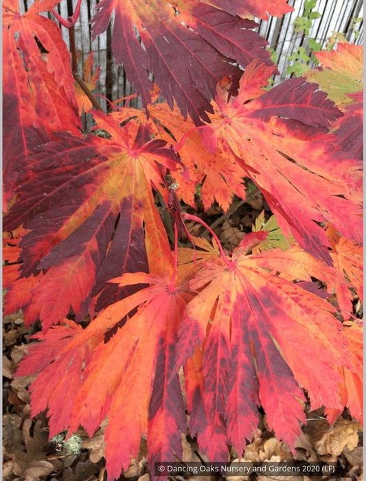 Trees ~ Acer japonicum 'Yama Kagi', Japanese Maple ~ Dancing Oaks Nursery and Gardens ~ Retail Nursery ~ Mail Order Nursery