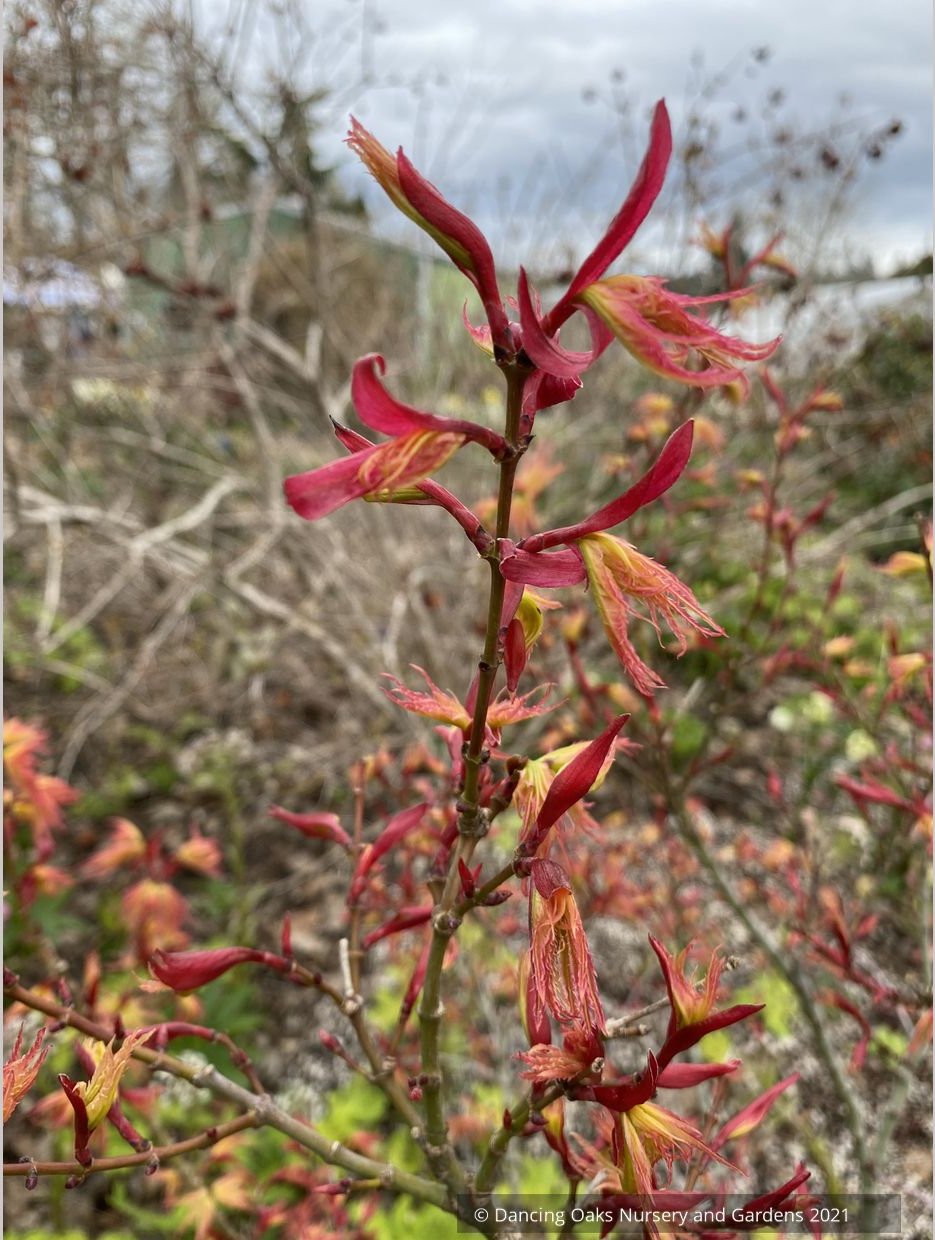 Acer 'Japanese Princess', Dwarf Japanese Maple
