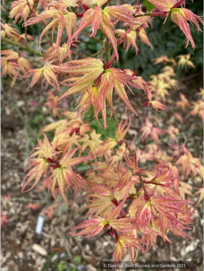 Acer 'Japanese Princess', Dwarf Japanese Maple