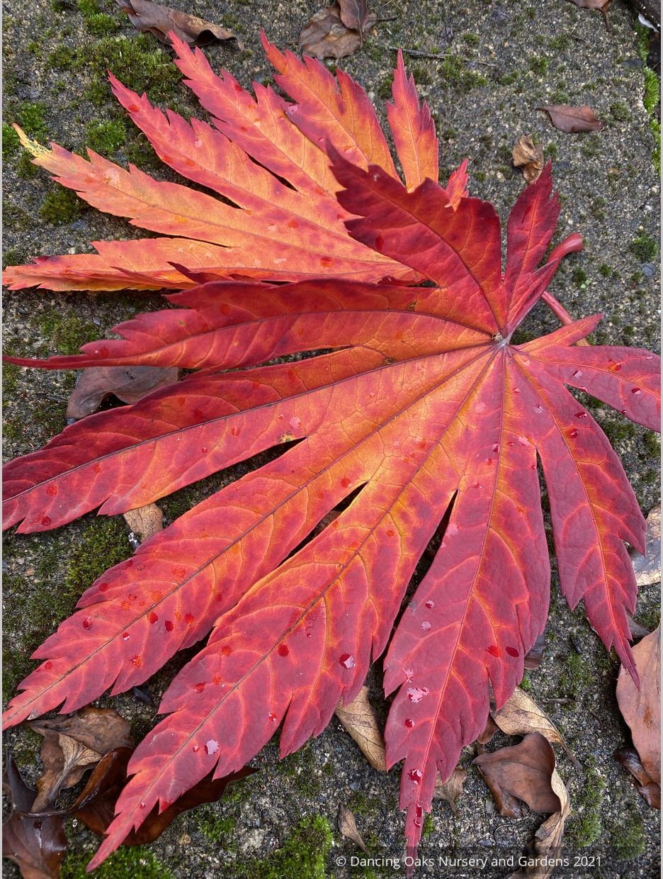 Trees ~ Japanese Maples~Acer japonicum 'Meigetsu' ~ Dancing Oaks Nursery and Gardens ~ Retail Nursery ~ Mail Order Nursery