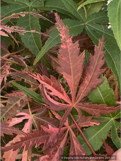 Trees ~ Acer palmatum 'Lileeanne’s Jewel', Dwarf Japanese Maple ~ Dancing Oaks Nursery and Gardens ~ Retail Nursery ~ Mail Order Nursery