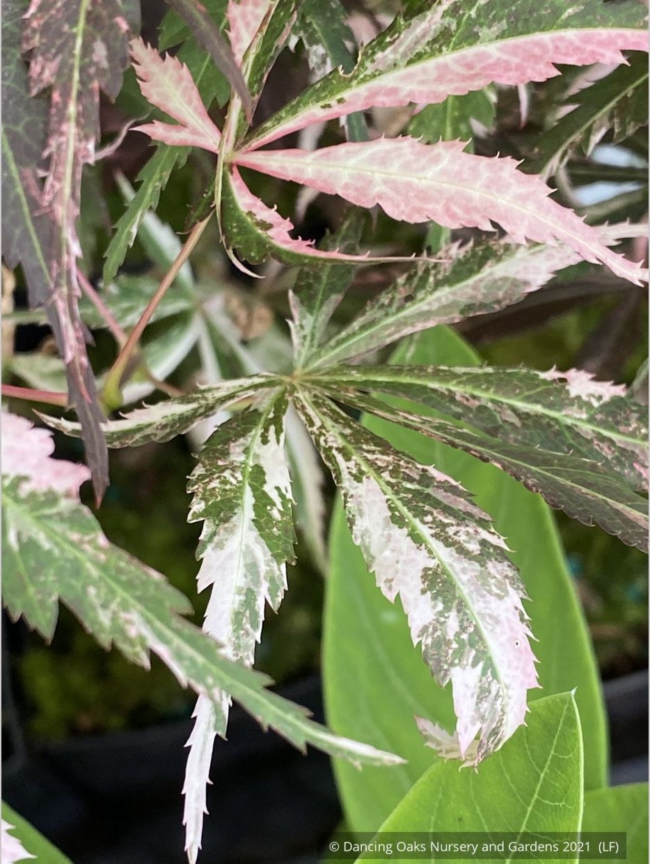 Trees ~ Acer palmatum 'Lileeanne’s Jewel', Dwarf Japanese Maple ~ Dancing Oaks Nursery and Gardens ~ Retail Nursery ~ Mail Order Nursery