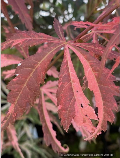 Trees ~ Acer palmatum 'Lileeanne’s Jewel', Dwarf Japanese Maple ~ Dancing Oaks Nursery and Gardens ~ Retail Nursery ~ Mail Order Nursery