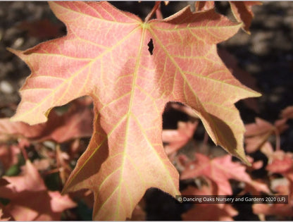 Trees ~ Acer macrophyllum 'Mocha Rose', Mocha Rose Bigleaf Maple ~ Dancing Oaks Nursery and Gardens ~ Retail Nursery ~ Mail Order Nursery