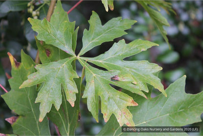 Trees ~ Acer macrophyllum 'Kimballiae', Cutleaf Bigleaf Maple ~ Dancing Oaks Nursery and Gardens ~ Retail Nursery ~ Mail Order Nursery