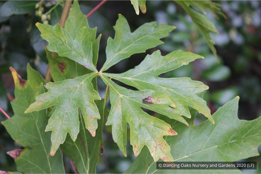 Trees ~ Acer macrophyllum 'Kimballiae', Cutleaf Bigleaf Maple ~ Dancing Oaks Nursery and Gardens ~ Retail Nursery ~ Mail Order Nursery