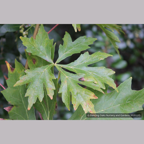Trees ~ Acer macrophyllum 'Kimballiae', Cutleaf Bigleaf Maple ~ Dancing Oaks Nursery and Gardens ~ Retail Nursery ~ Mail Order Nursery