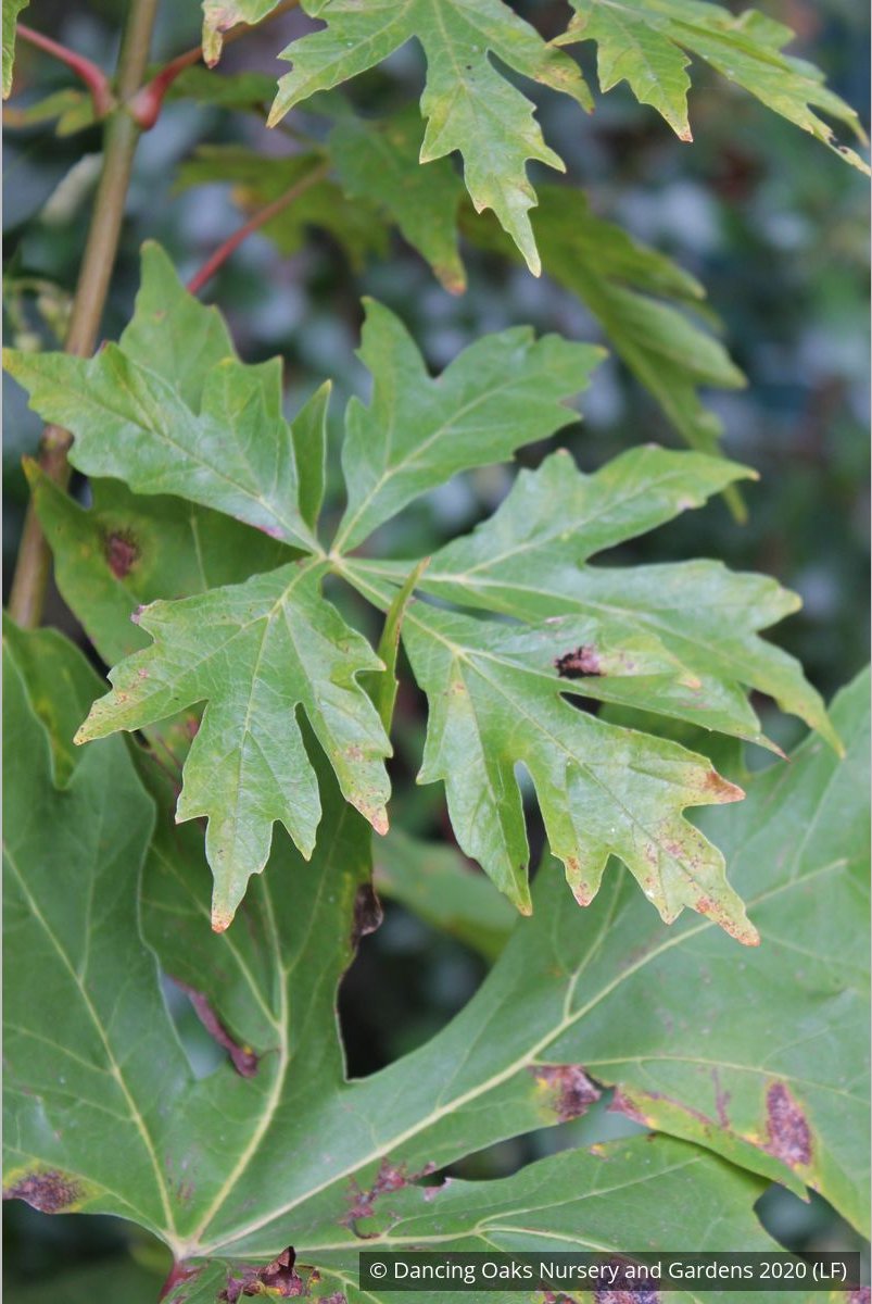 Trees ~ Acer macrophyllum 'Kimballiae', Cutleaf Bigleaf Maple ~ Dancing Oaks Nursery and Gardens ~ Retail Nursery ~ Mail Order Nursery