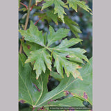 Trees ~ Acer macrophyllum 'Kimballiae', Cutleaf Bigleaf Maple ~ Dancing Oaks Nursery and Gardens ~ Retail Nursery ~ Mail Order Nursery