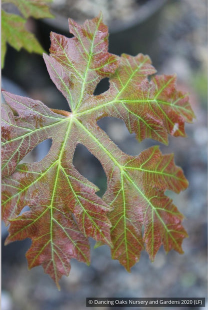 Trees ~ Acer macrophyllum 'Kimballiae', Cutleaf Bigleaf Maple ~ Dancing Oaks Nursery and Gardens ~ Retail Nursery ~ Mail Order Nursery