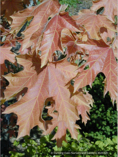 Trees ~ Acer macrophyllum 'Mocha Rose', Mocha Rose Bigleaf Maple ~ Dancing Oaks Nursery and Gardens ~ Retail Nursery ~ Mail Order Nursery