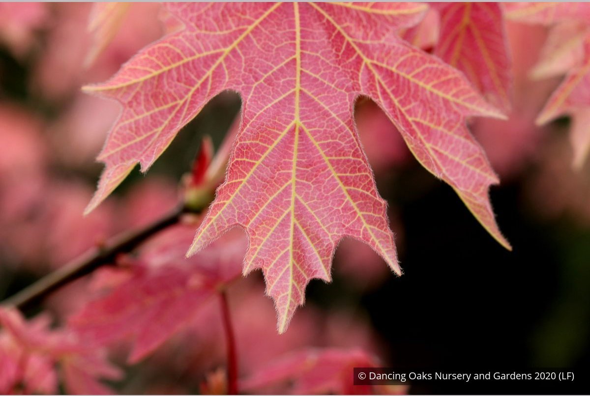 Trees ~ Acer macrophyllum 'Mocha Rose', Mocha Rose Bigleaf Maple ~ Dancing Oaks Nursery and Gardens ~ Retail Nursery ~ Mail Order Nursery