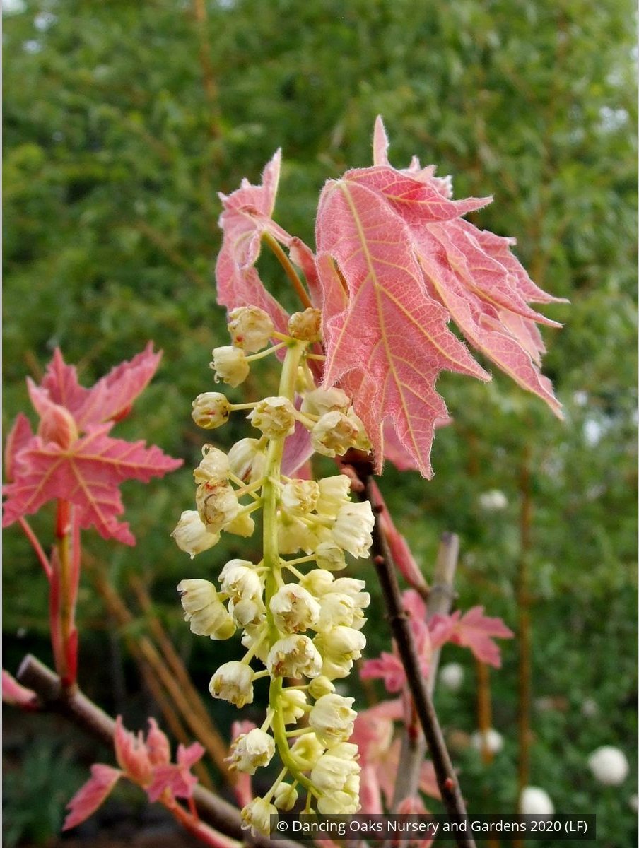 Trees ~ Acer macrophyllum 'Mocha Rose', Mocha Rose Bigleaf Maple ~ Dancing Oaks Nursery and Gardens ~ Retail Nursery ~ Mail Order Nursery