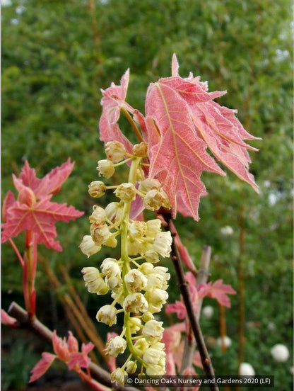 Trees ~ Acer macrophyllum 'Mocha Rose', Mocha Rose Bigleaf Maple ~ Dancing Oaks Nursery and Gardens ~ Retail Nursery ~ Mail Order Nursery