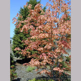 Trees ~ Acer macrophyllum 'Mocha Rose', Mocha Rose Bigleaf Maple ~ Dancing Oaks Nursery and Gardens ~ Retail Nursery ~ Mail Order Nursery