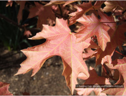 Trees ~ Acer macrophyllum 'Mocha Rose', Mocha Rose Bigleaf Maple ~ Dancing Oaks Nursery and Gardens ~ Retail Nursery ~ Mail Order Nursery