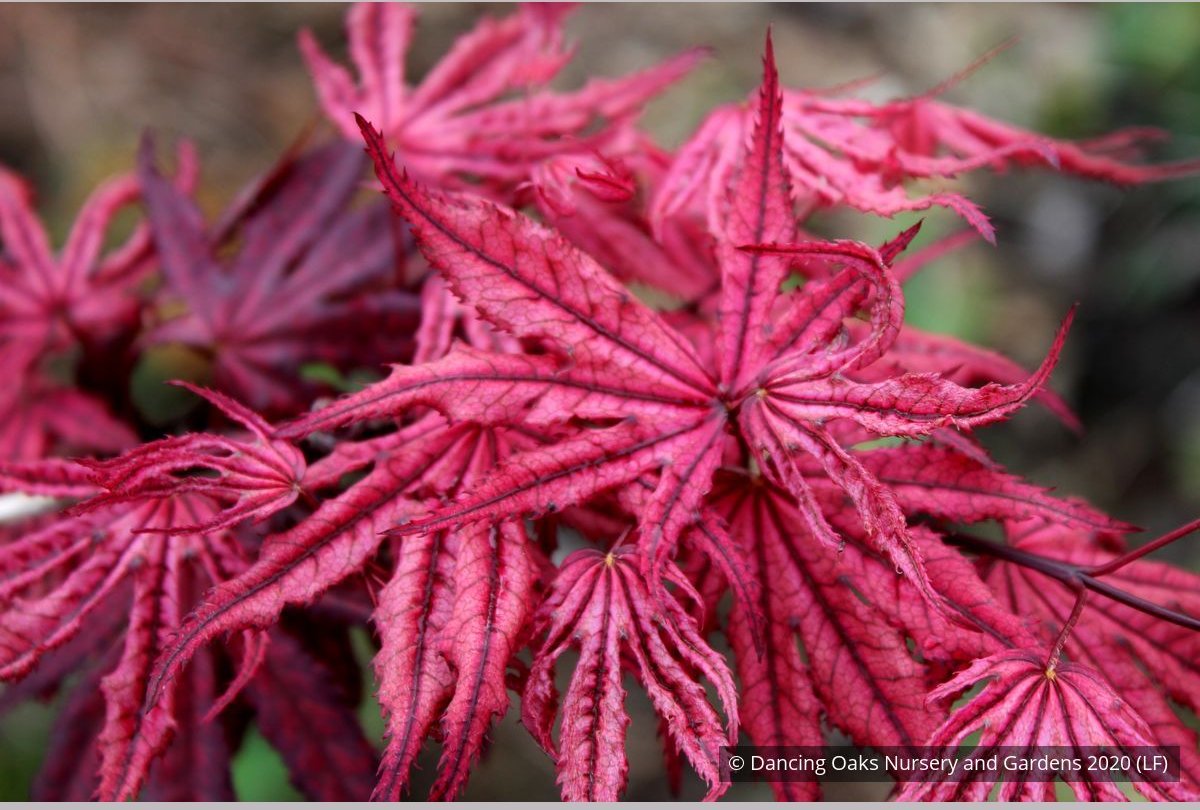 Trees ~ Acer 'Amagi shigure', Dwarf Japanese Maple ~ Dancing Oaks Nursery and Gardens ~ Retail Nursery ~ Mail Order Nursery