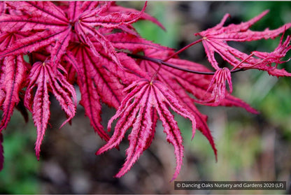 Trees ~ Acer 'Amagi shigure', Dwarf Japanese Maple ~ Dancing Oaks Nursery and Gardens ~ Retail Nursery ~ Mail Order Nursery