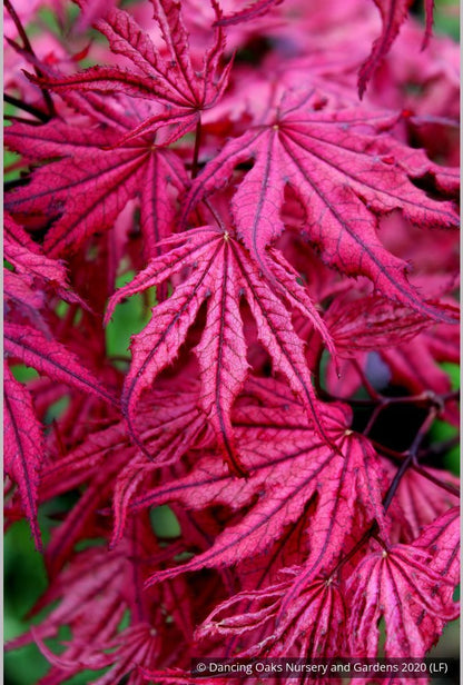 Trees ~ Acer 'Amagi shigure', Dwarf Japanese Maple ~ Dancing Oaks Nursery and Gardens ~ Retail Nursery ~ Mail Order Nursery