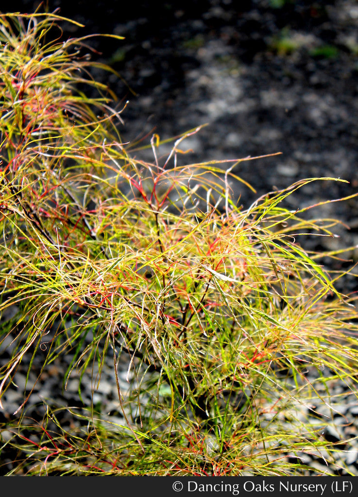 Acer palmatum 'Fairy Hair', Fairy Hair Dwarf Japanese Maple Dancing